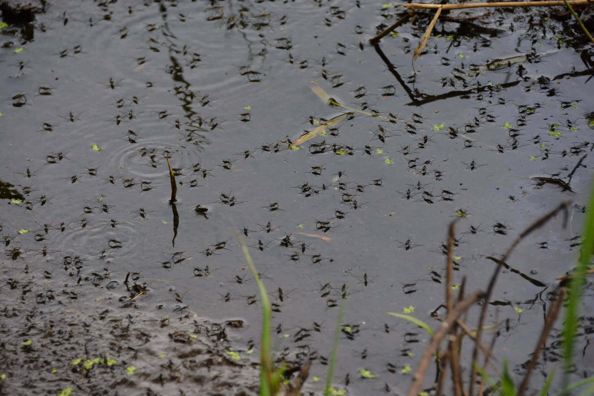 mosquitos in standing water