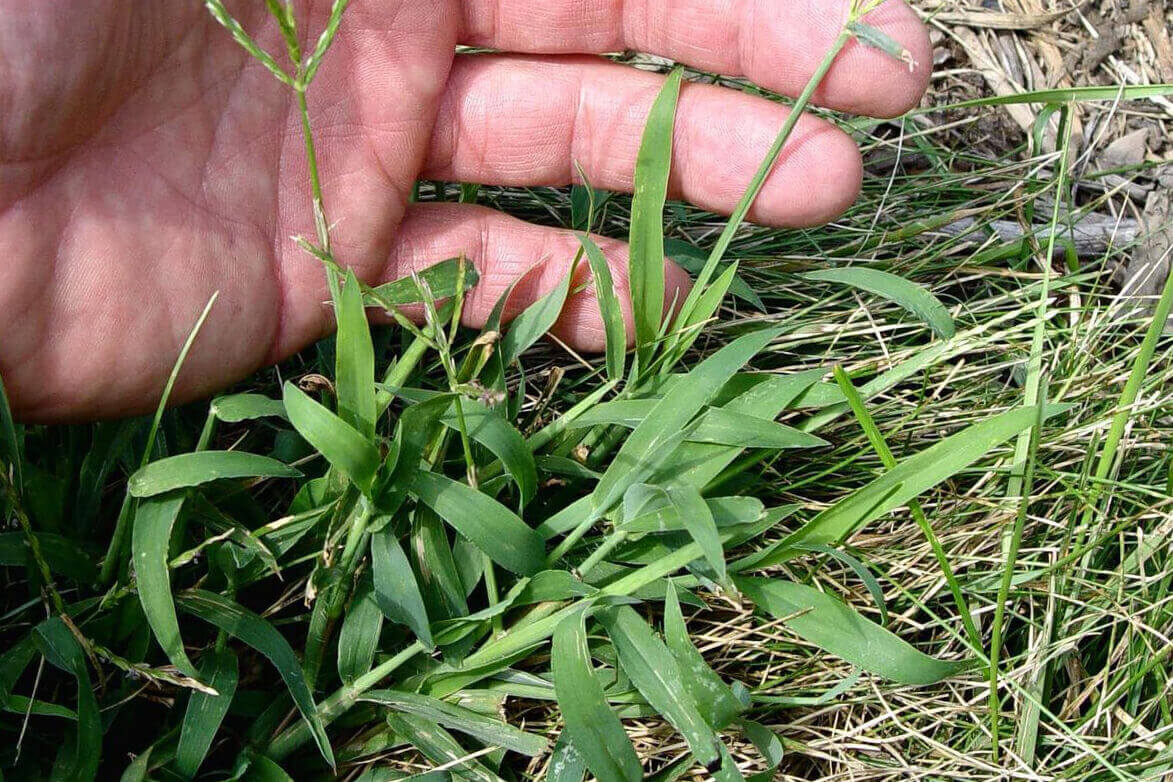 crabgrass
