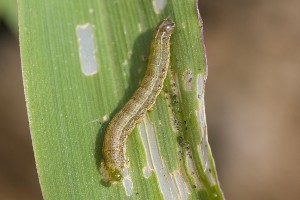 army worms