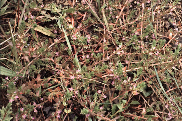lesser loosestrife