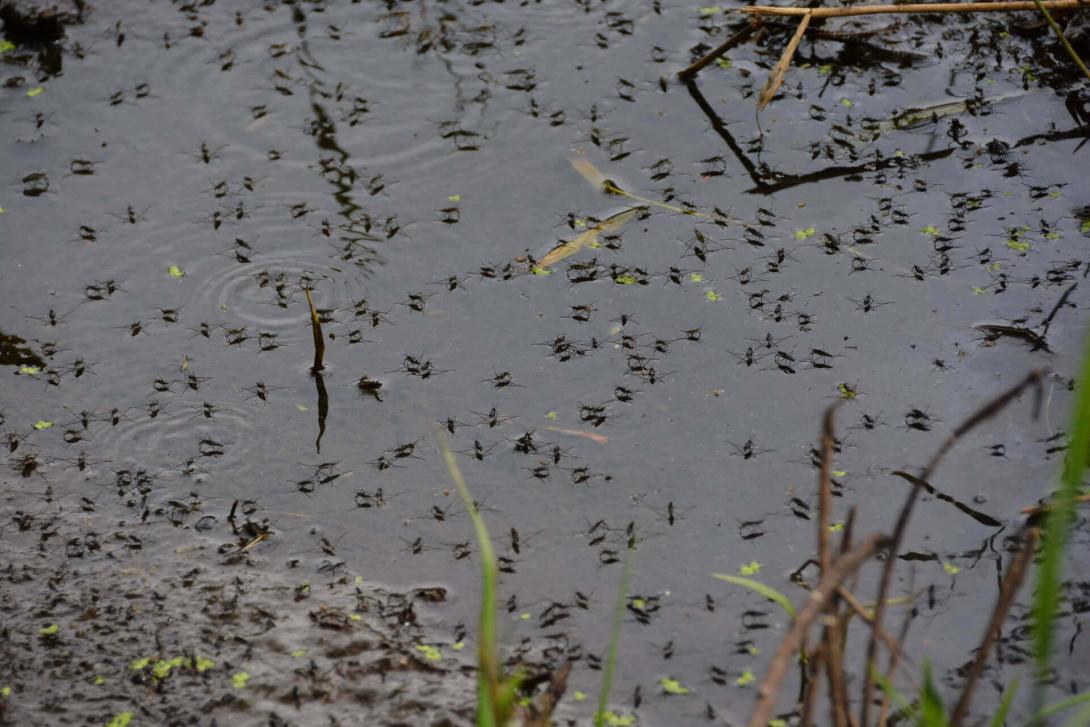 mosquitos in standing water
