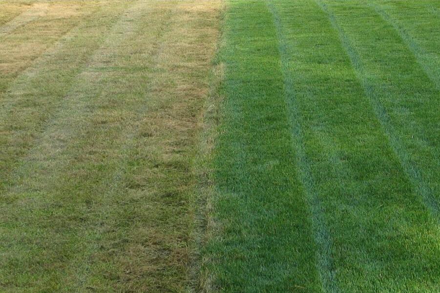 grass before and after