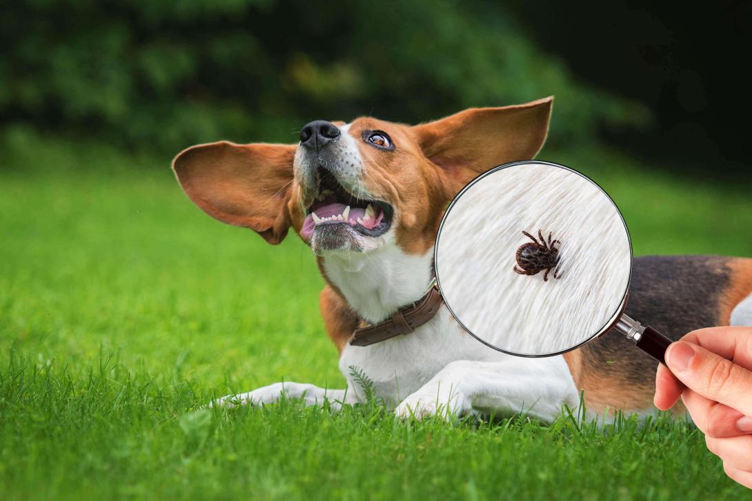 dog with tick