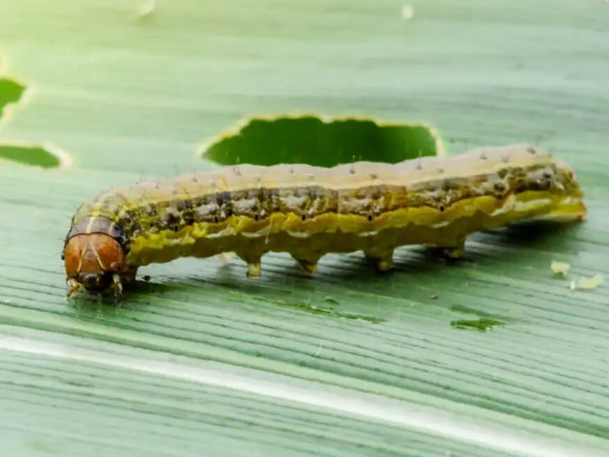 Armyworm Control