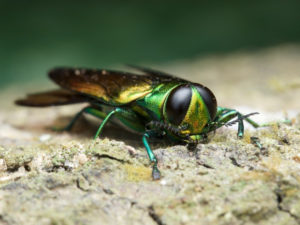 1 Emerald Ash Borer Treatment Lexington Richmond Kentucky.jpg 300x225