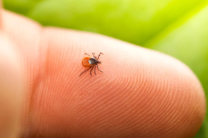 1 ticks Edited 300x200