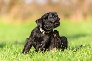 2 Remove fleas and ticks Lexington Richmond London Kentucky 300x200