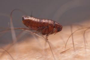 3 fleas on lawn Edited 1 300x200